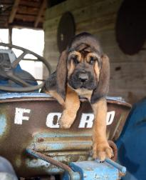 liver and tan bloodhound puppies for sale