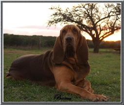 boerner's bloodhounds