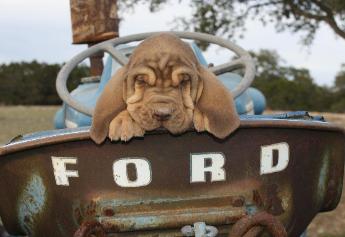 boerner's bloodhounds