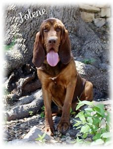 boerner's bloodhounds