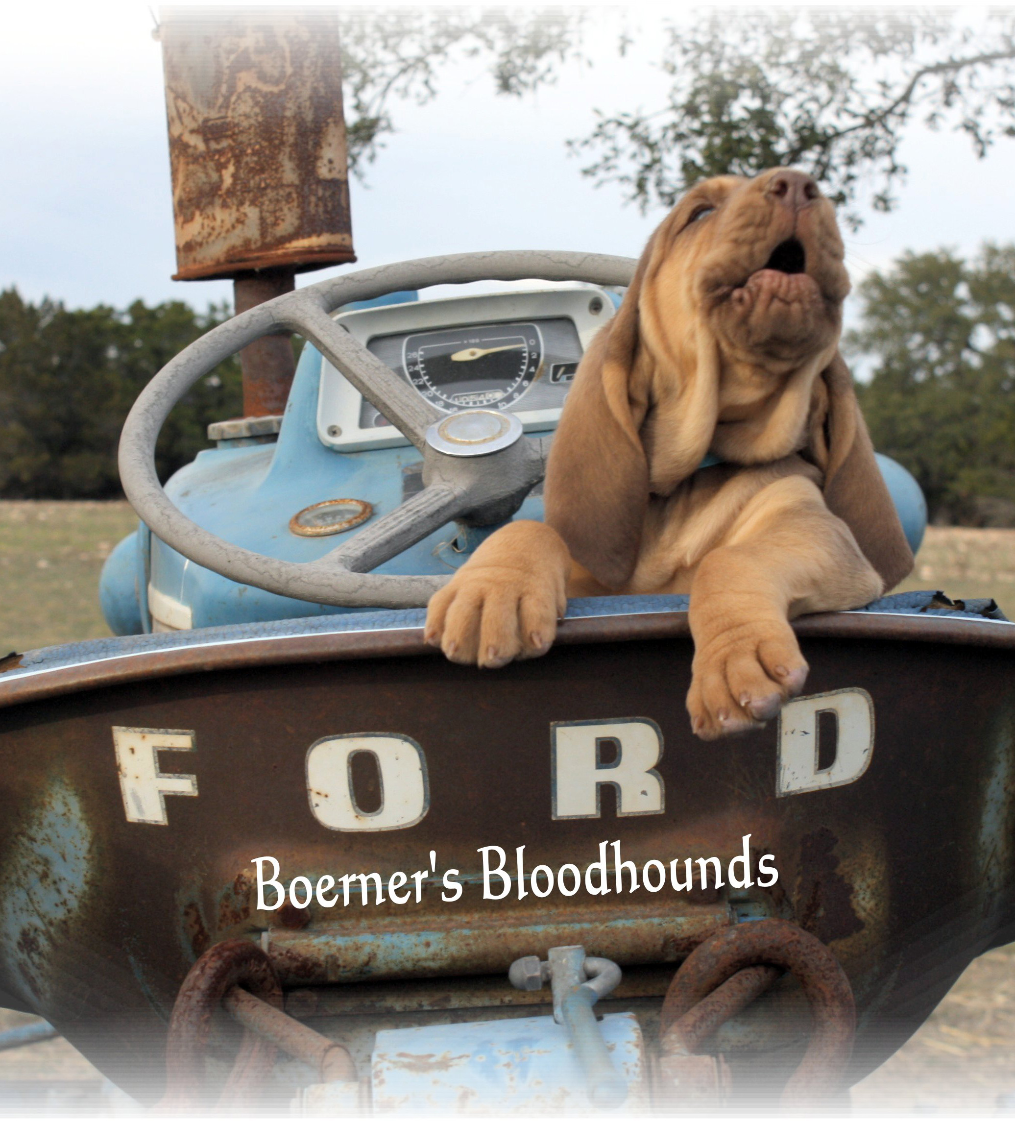 boerner's bloodhounds